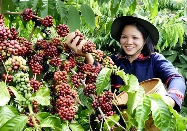 3年种植历史年产146万吨占比超98%PG麻将胡了中国咖啡产量第一大省：13